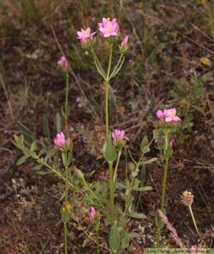 Flockarun, Centaurium erythraea